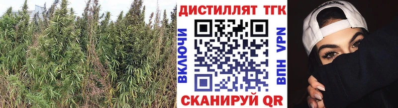 Купить где  Губкин  Дистиллят ТГК концентрат 
